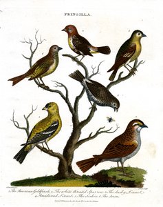Verschiedene Arten von Finken (Fringilla) von John Pass