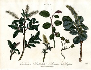 Verschiedene Weidenarten (Salix) von John Pass