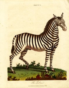 Zebra (Equus) von John Pass