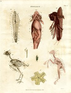 Zoologische anatomische Illustrationen (Tafel XV) von John Pass