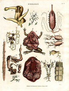 Zoologie Tafel II: Anatomische Illustrationen verschiedener Tiere und Organe von John Pass