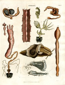 Zoologie Tafel I: Anatomische Illustrationen verschiedener Tiere