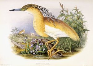 Buphus Comatus, c.1862-3 (handkolorierte lithografierte Platte) von John and Richter Henry Constantine Gould