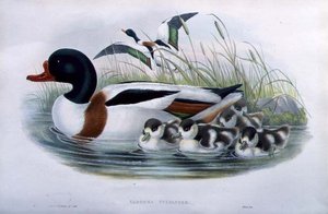 Brandgans (Tadorna Vulpanser)