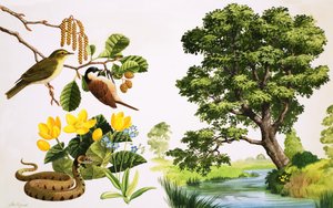 Der Erlenbaum und was man darum herum finden könnte