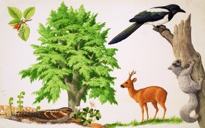 Der Buchenbaum