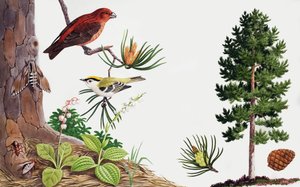 Der Kiefernbaum und seine Bewohner