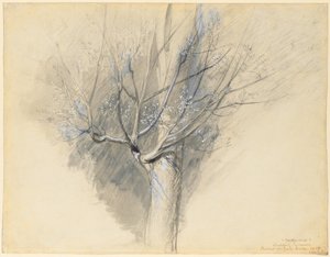 Knospender Ahorn von John Ruskin