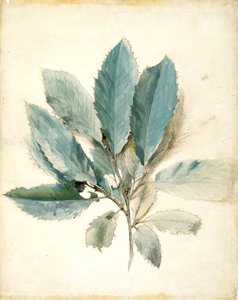 Kastanienblätter von John Ruskin