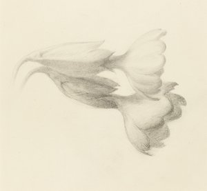 Schlüsselblumen, wahrscheinlich 1871