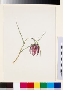 Schachbrettblume, vor Juni 1871 von John Ruskin