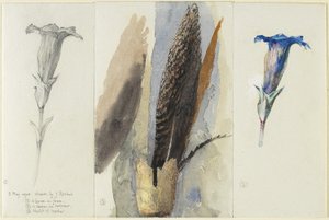Studie einer Feder, flankiert von zwei Studien einer Enzianblume, 1875