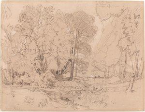 Waldlandschaft