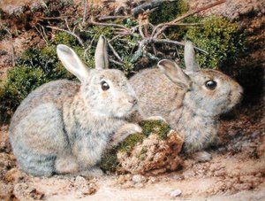 Zwei Kaninchen von John Sherrin