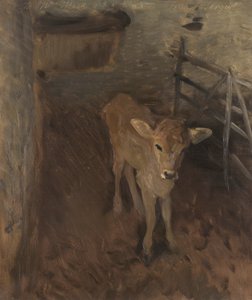 Ein Jersey-Kalb, 1893