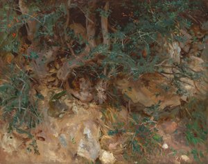 Wurzeln eines wilden Olivenbaums, Valldemosa, Mallorca