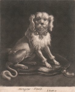 Ein kleiner Hund mit einem Glockenhalsband