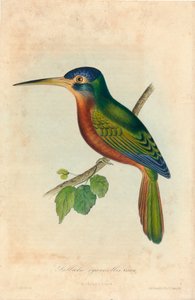 Galbula cyanicollis. Cassin, 1850er Jahre