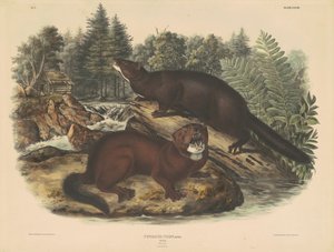 Mink von John T. Bowen, after John James Audubon
