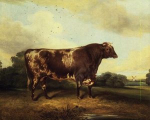 Braun-weißer Stier in Landschaft