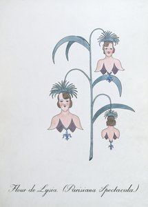 Fleur de Lysia (Parisiana Spectacula.), Illustration aus 
