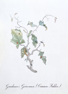 Gärtnerbeschwerde (Gemeine Fahlie), Illustration aus 