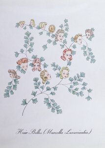 Haar-Glocken (Marcella Luxuriantia), Illustration aus 