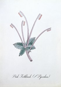 Rosa Zahnbürste (L