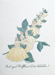 Rotäugige Nachtkerze (Späte Subdebbia), Illustration aus 