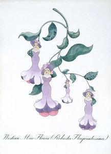 Westliche Maiblume (Robusta Flagrantissima), Illustration aus 