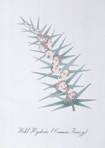Wilde Hysterie, Illustration aus 