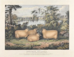 Vier preisgekrönte Hammel von John West Giles