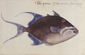 Drückerfisch
