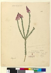 Seite 106. Comesperma ericinum