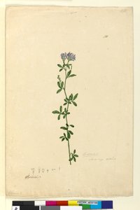 Seite 110. Medicago sativa