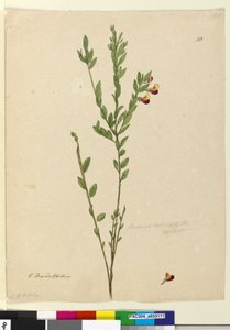 Seite 113. Bossiaea heterophylla