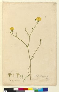 Seite 117. Hypochaeris von John William Lewin