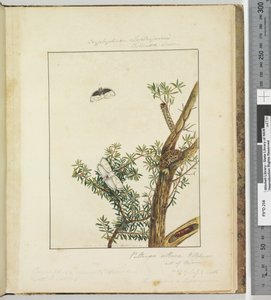 Seite 11. Platte 3 Cryptophasa Septosfermi Pultenae Lewin