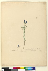 Seite 129. Ionidium filiforme, ca. 1803-06 von John William Lewin