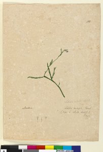 Seite 132. Lobelia alata von John William Lewin