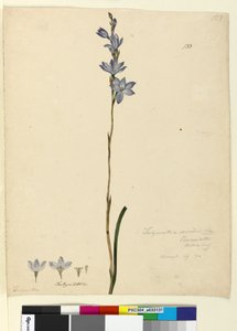 Seite 133. Thelymitra ixioides