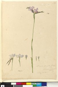 Seite 134. Diuris elongata