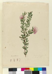 Seite 13. Grevillea punicea, ca. 1803-06