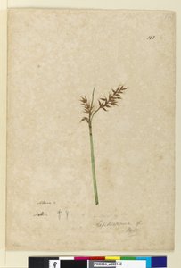 Seite 143. Lepidosperma von John William Lewin