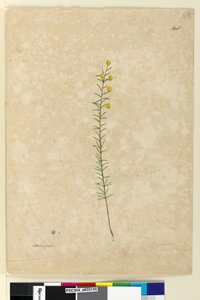 Seite 148. Acacia aciculares, ca. 1803-06