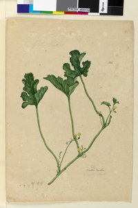 Seite 155. Wassermelone