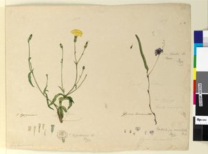 Seite 157. Hardenbergia monophyllaHardenbergia violacea; 158. Hypochaeris