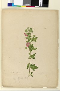 Seite 160. Malva capensis