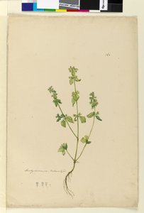 Seite 162. Stachys arvensis