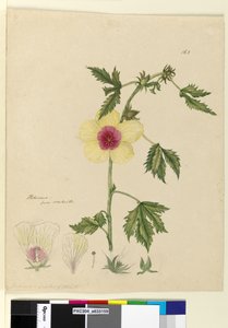 Seite 163. Hibiskus von John William Lewin